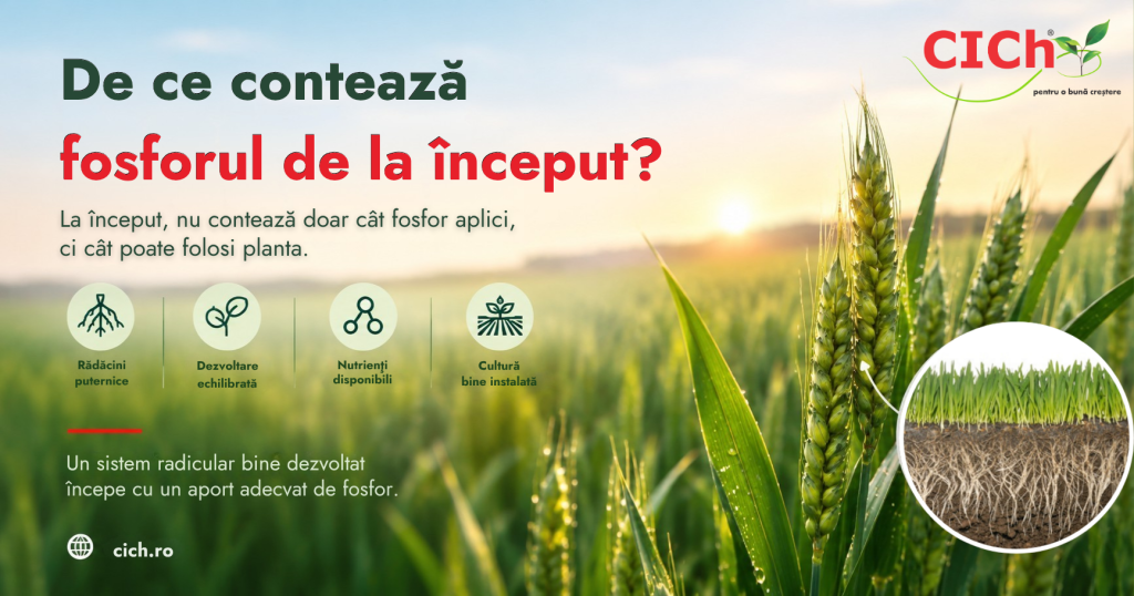 Fosforul la începutul vegetației
